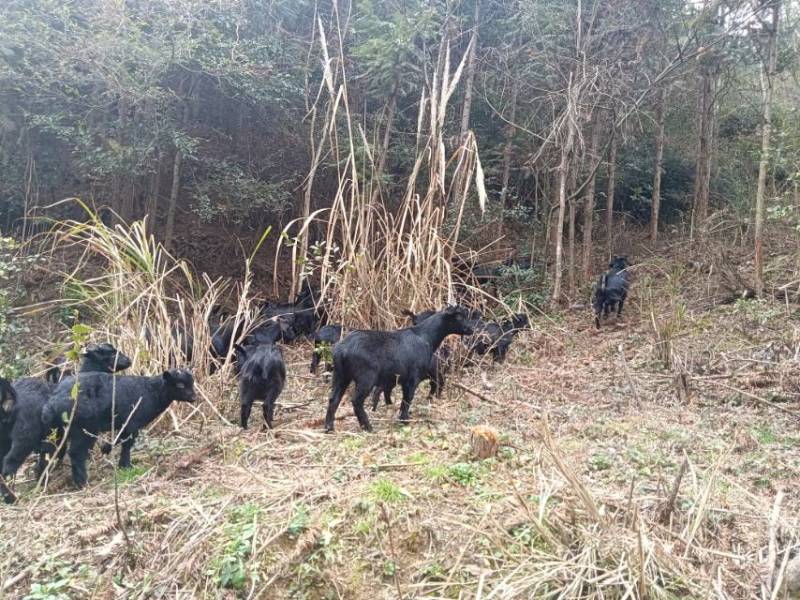 本地黑山羊