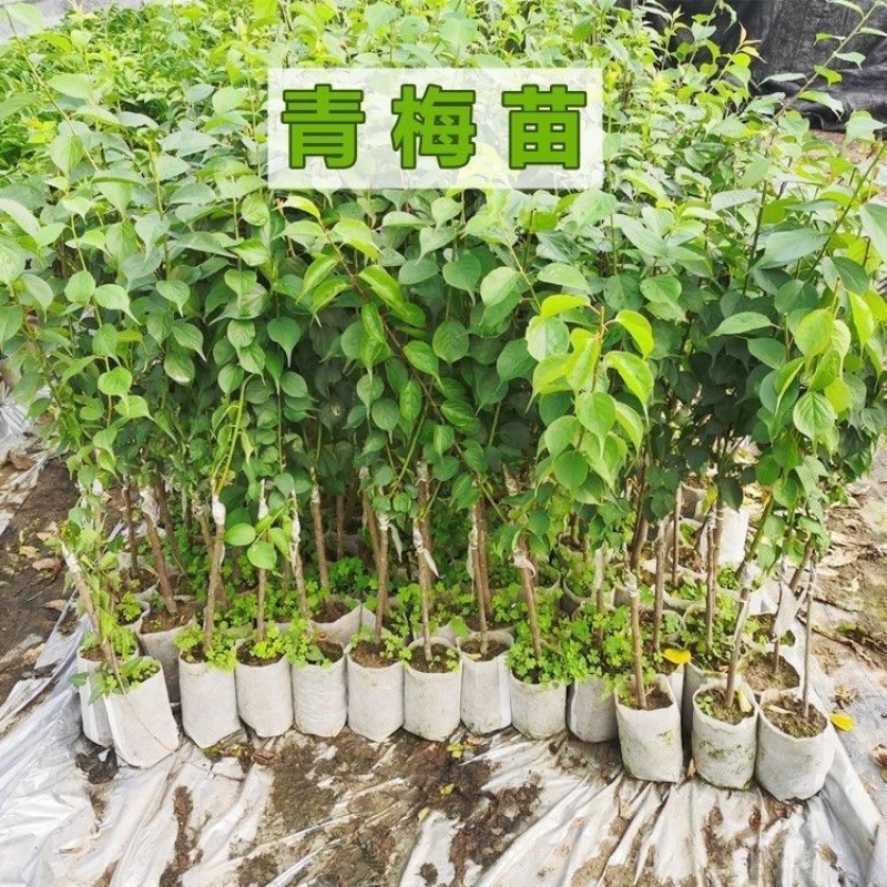 广西青梅苗只做精品苗诚信第一回头客率高