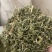 透骨草珍珠透骨草保庆药业透骨草实物拍摄发货如图