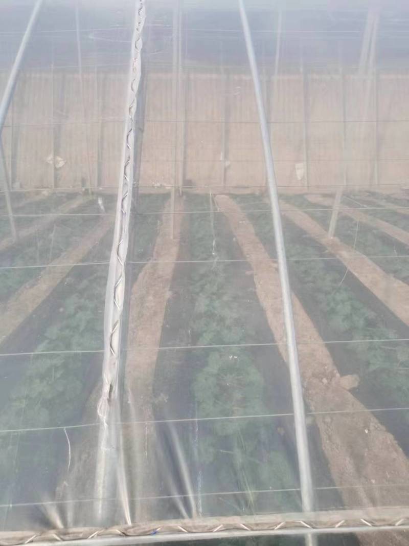 一润牌精品5+1高透光，结实耐用，抗老化po膜