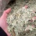 泻叶泄叶番泻叶保庆药业批发发货前过筛颜色青