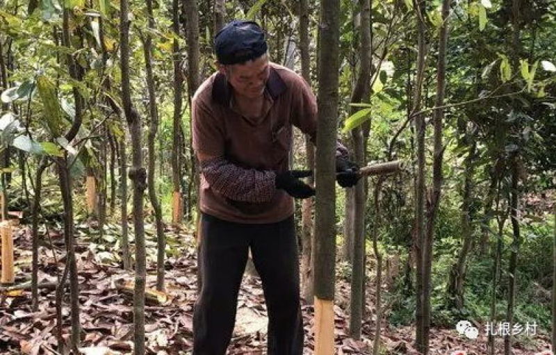 去皮肉桂通刮皮肉桂防城货味道浓郁地道药材量大从优