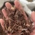茜草纯根茜草实拍正品茜草发货如图过筛货