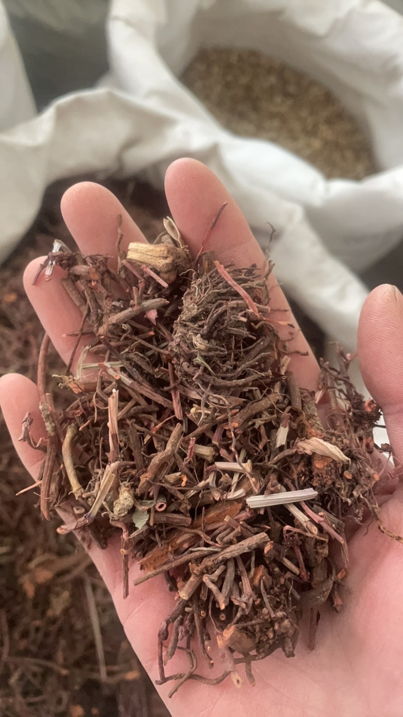 茜草纯根茜草实拍正品茜草发货如图过筛货