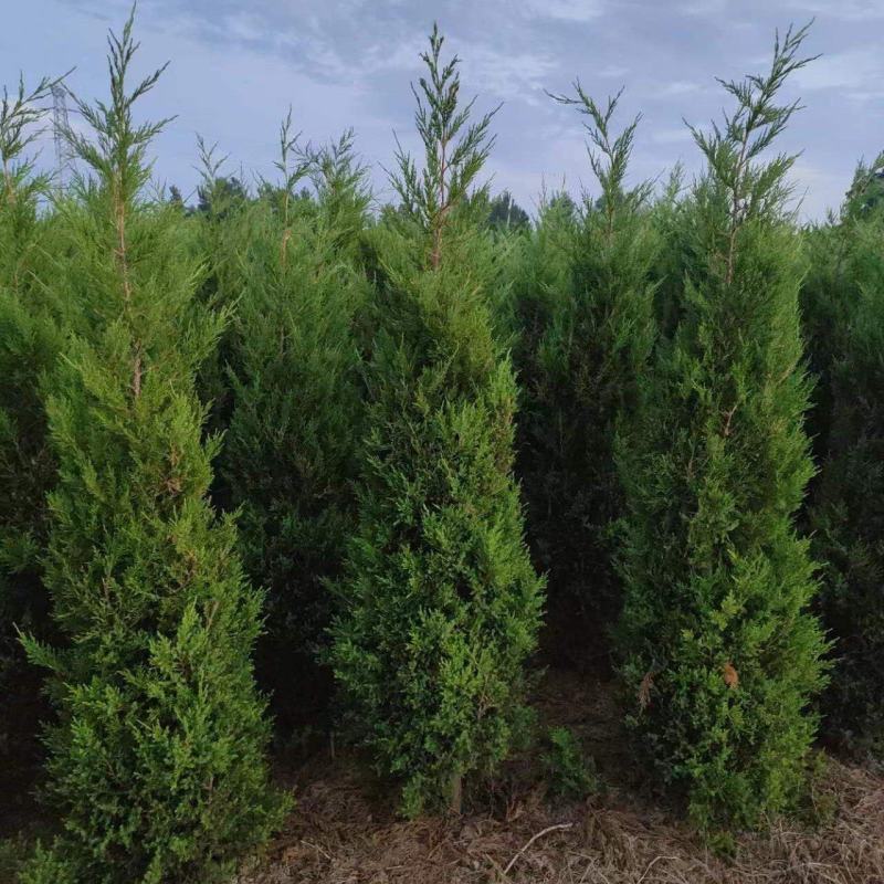 蜀桧1米蜀桧1.2米蜀桧价格1.5米蜀桧2米蜀桧价格