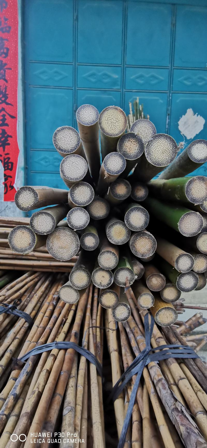 金丝竹，实心竹棕竹