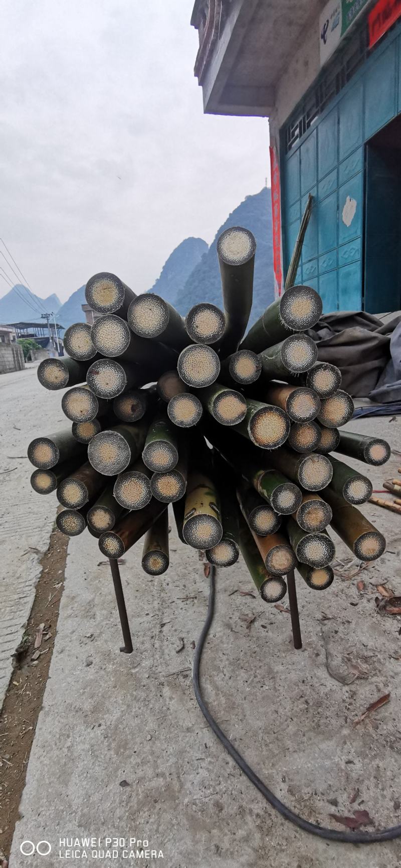 金丝竹，实心竹棕竹