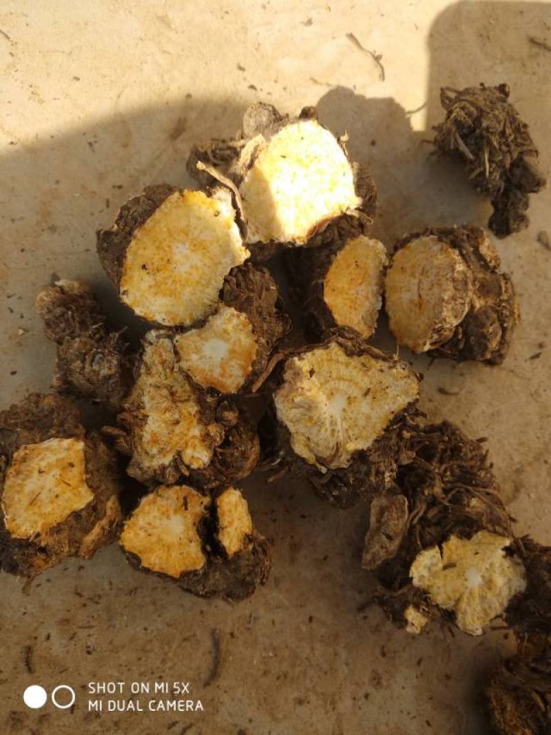 朱沙点北苍术，20吨，