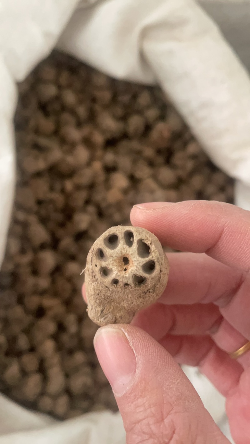 藕节保庆药业批发藕节实物拍摄中药材藕节干藕节