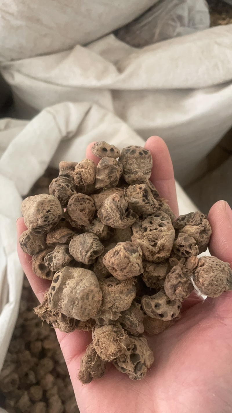 藕节保庆药业批发藕节实物拍摄中药材藕节干藕节