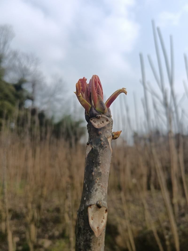 香椿芽