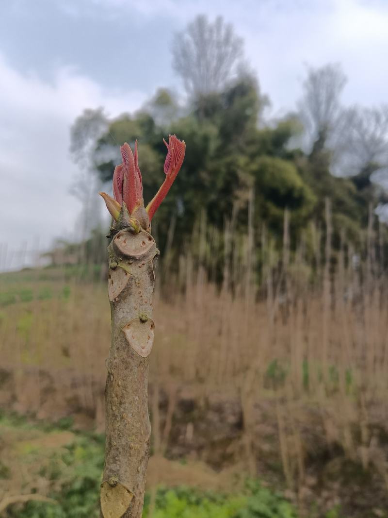 香椿芽