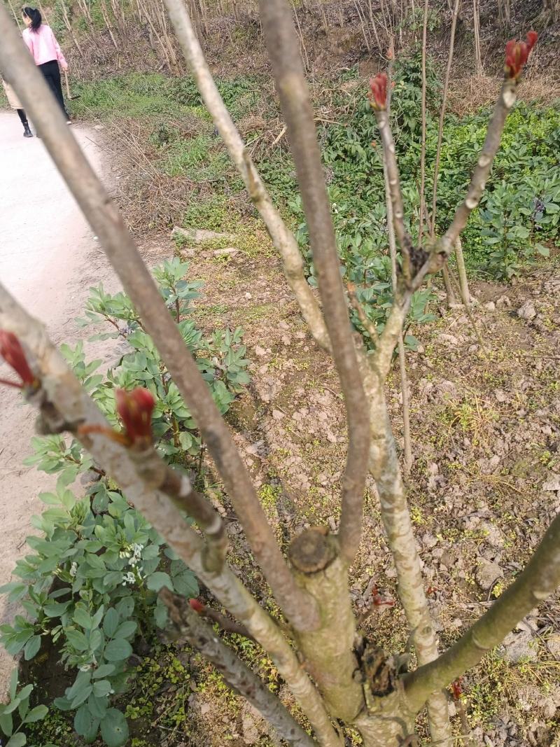 香椿芽