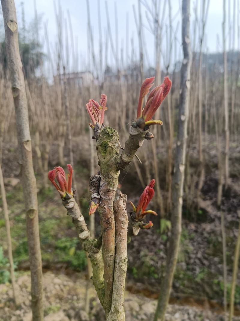 香椿芽