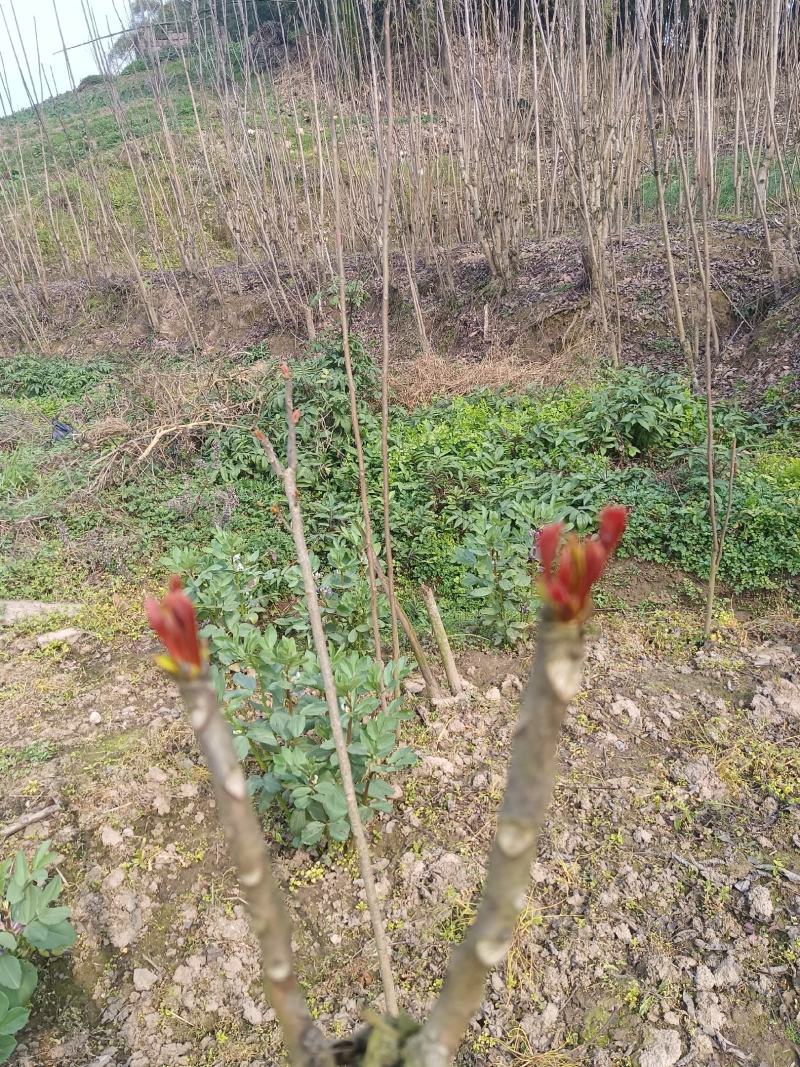 香椿芽