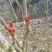 香椿芽