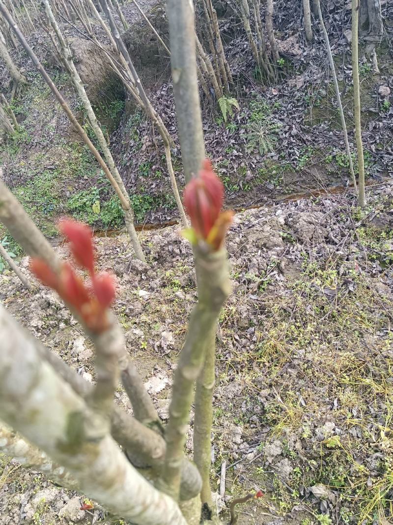 香椿芽
