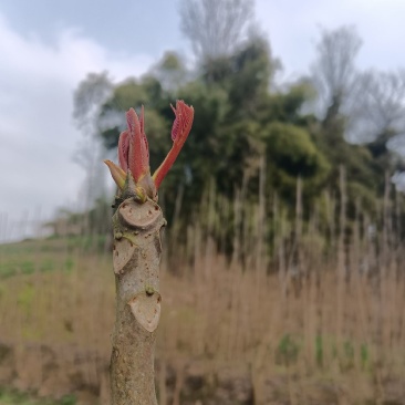 香椿芽