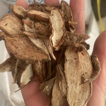 白蔹中药材白敛山地瓜实物拍摄白蔹片