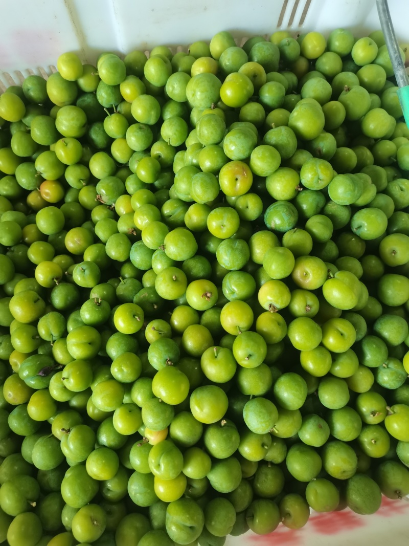 李子