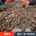 迁西板栗遵化板栗产地直发老树栗子3113