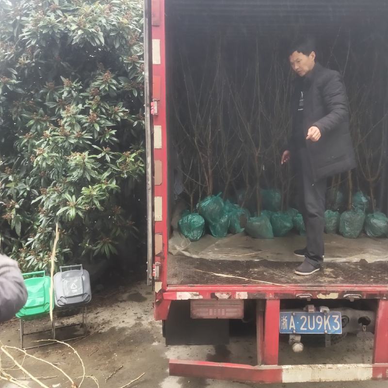 桑葚苗无籽大十果桑香金葚新品白长果桑奶油味口感甜