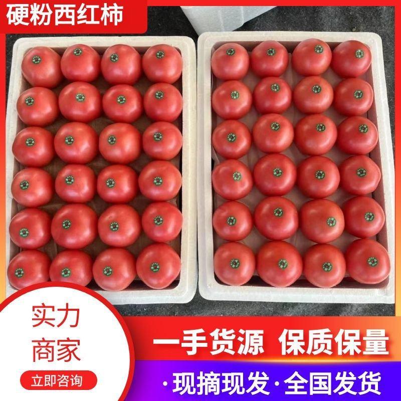【推荐】苍南硬粉西红柿，柿子代办，供应市场商超电商