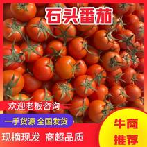【推荐】苍南粉果西红柿，柿子代办，供应市场商超电商