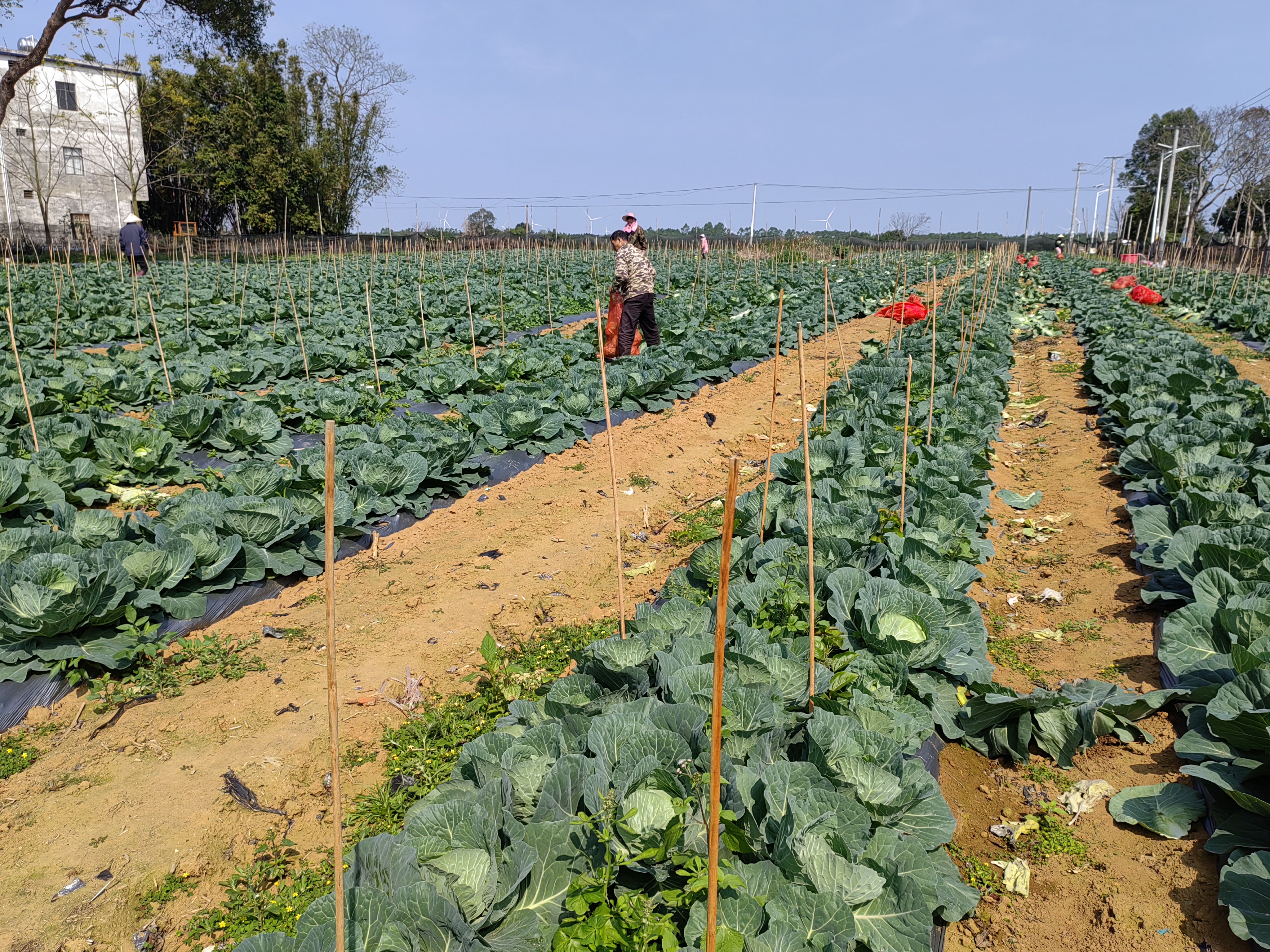 广阔的圆包菜种植园,农民正在田间劳作,远处可见堆放整齐的包菜与包装好的包菜子 圆包菜种植园全景
