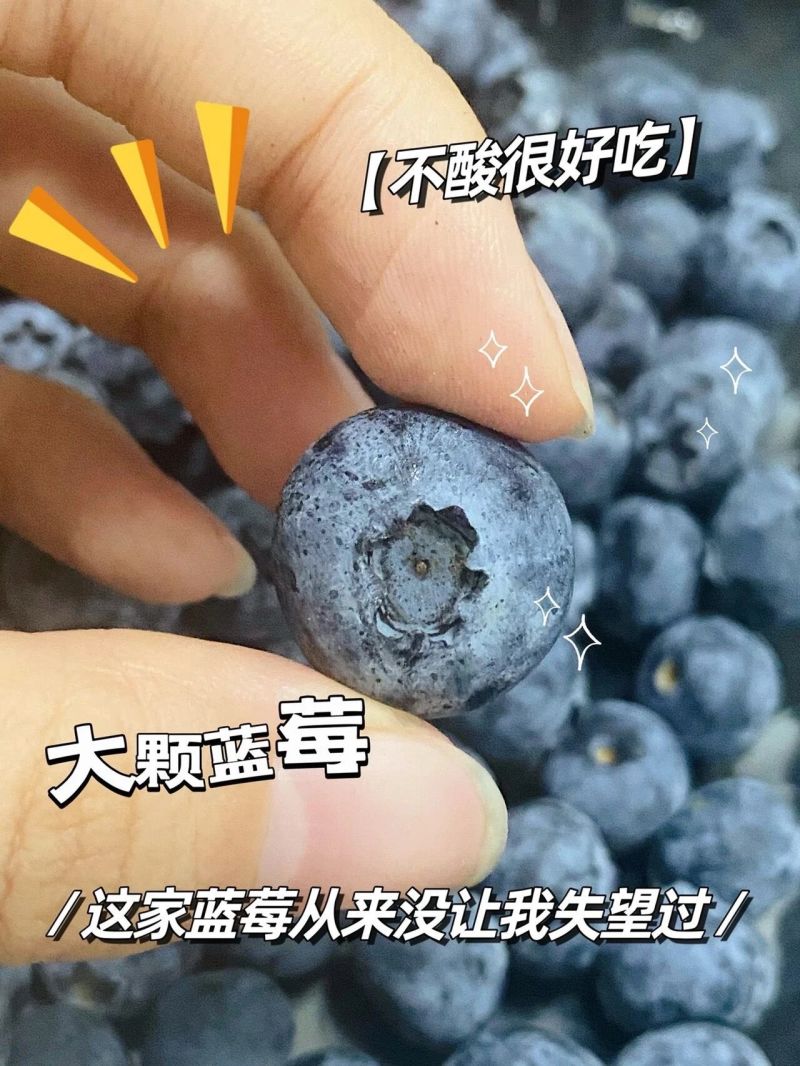云南澄江红河L25,F6,优瑞卡西班牙蓝莓，一件代发