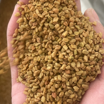 葫芦巴子葫芦巴芦巴子保庆药业批发葫芦巴籽非种植