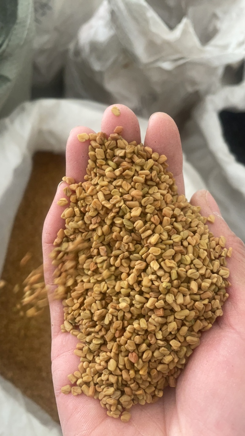 葫芦巴子葫芦巴芦巴子保庆药业批发葫芦巴籽非种植