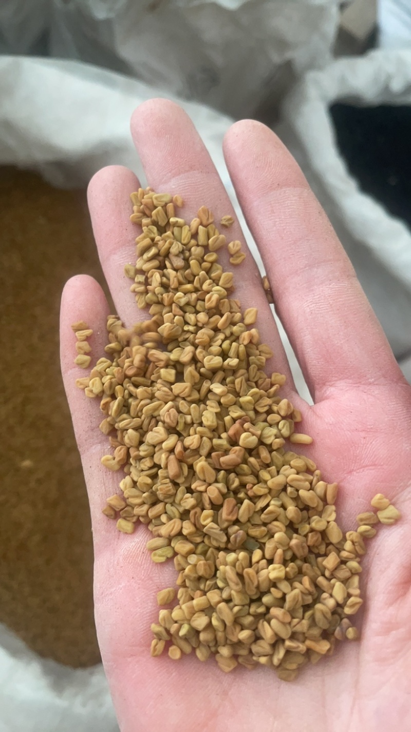 葫芦巴子葫芦巴芦巴子保庆药业批发葫芦巴籽非种植