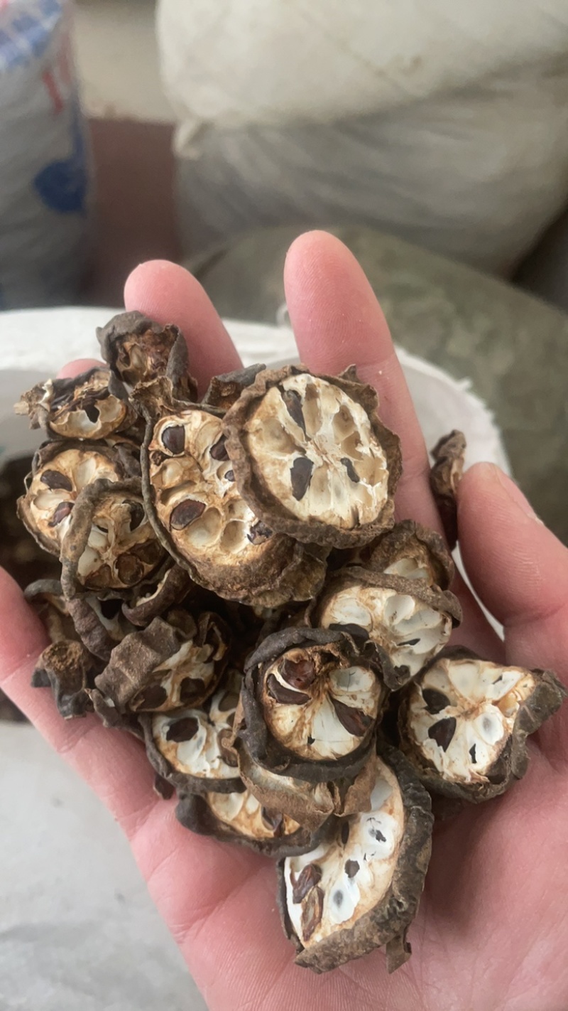 八月扎八月渣预知子八月札保庆药业批发实物拍摄八月渣