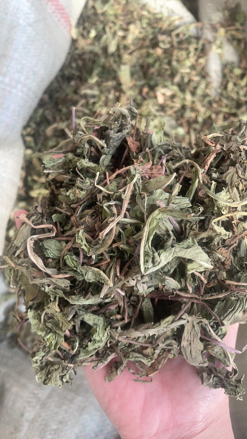 蒲公英蒲公英片整颗带根蒲公英婆婆丁蒲公英个新货
