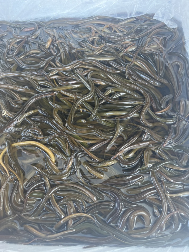 黄鳝苗泰国鳝鱼苗优质杂交鳝苗本地黄鳝苗