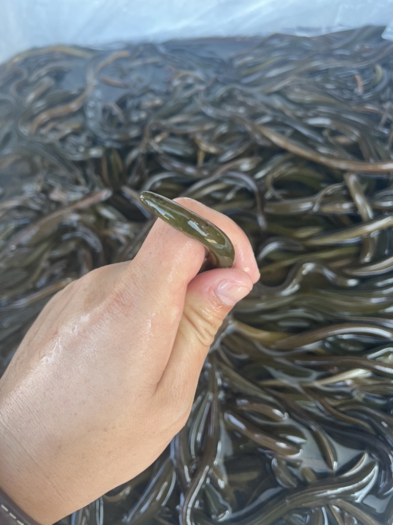 黄鳝苗泰国鳝鱼苗优质杂交鳝苗本地黄鳝苗