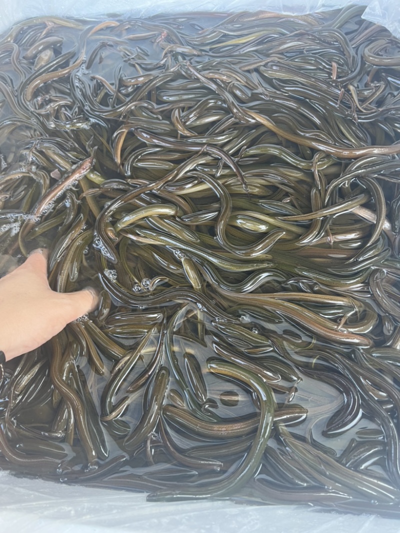 黄鳝苗泰国鳝鱼苗优质杂交鳝苗本地黄鳝苗