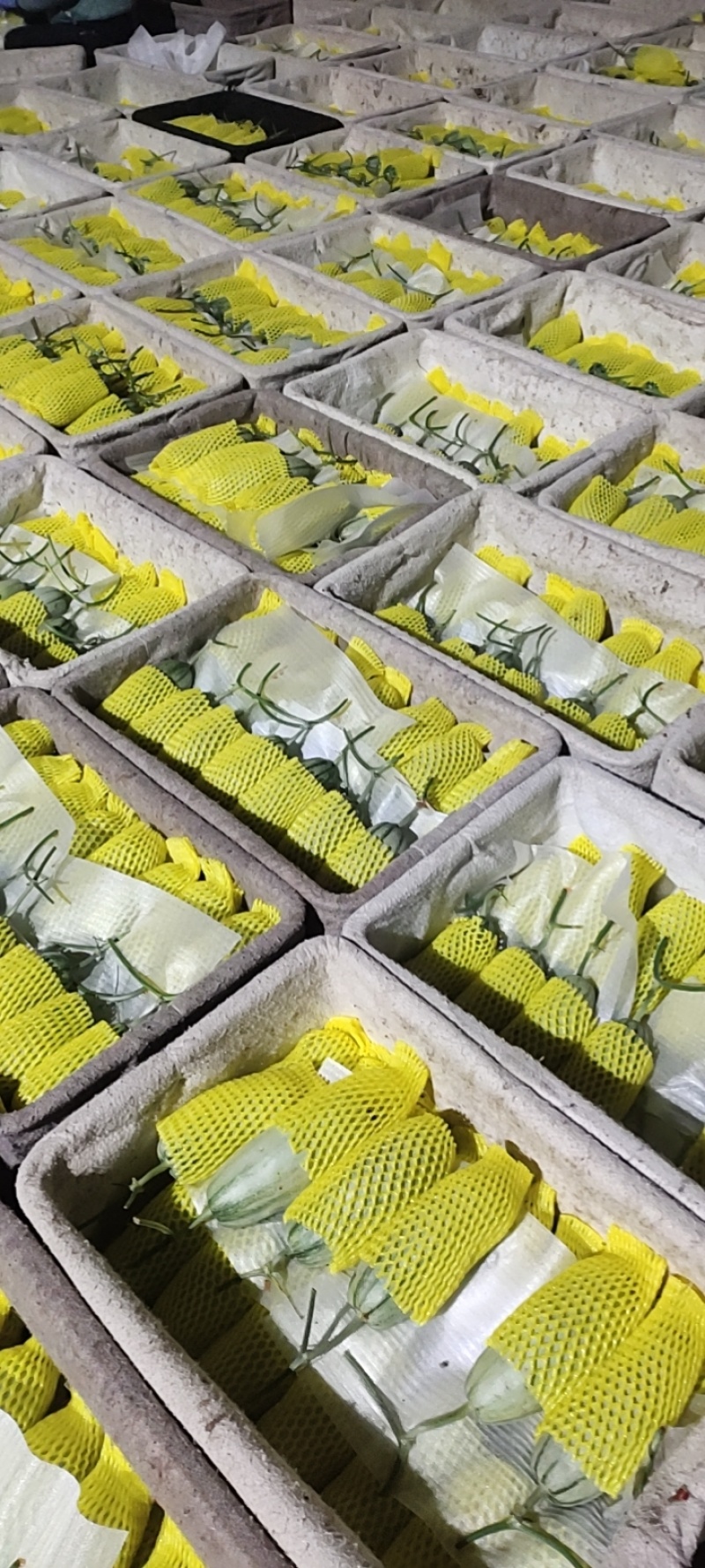 羊角蜜甜瓜，蜜园十八博洋9蜜瓜，甜瓜，博洋72，蜜源18