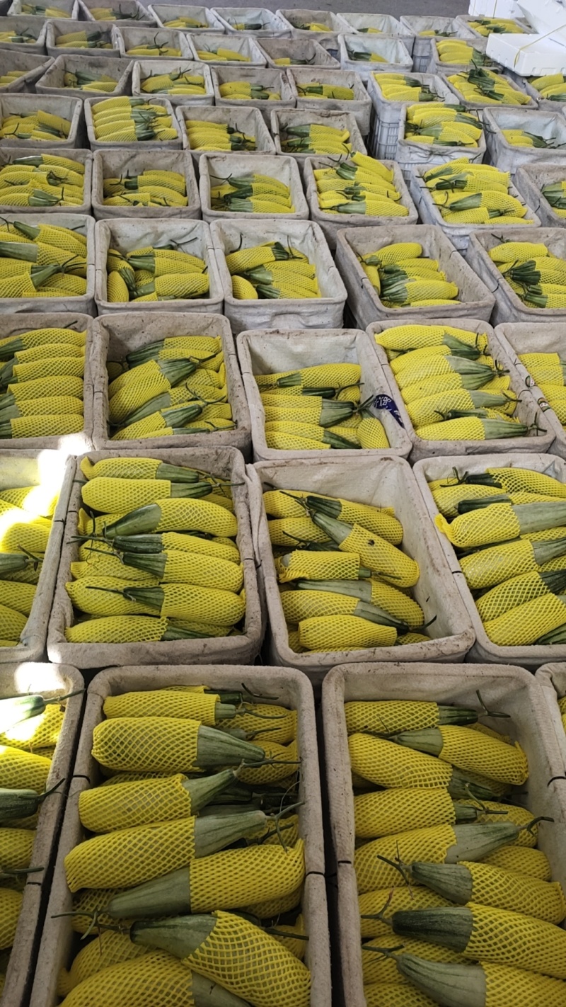 羊角蜜甜瓜，蜜园十八博洋9蜜瓜，甜瓜，博洋72，蜜源18