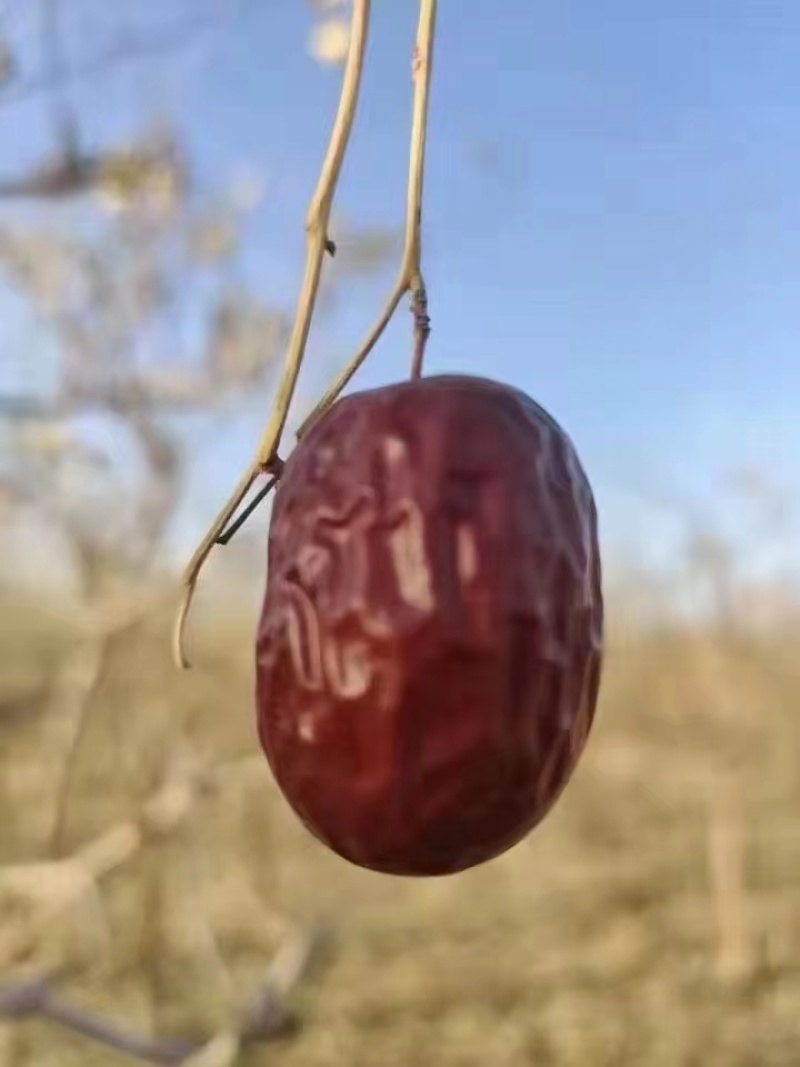 特级大枣皮薄肉厚产地直供品质保证全国发货欢迎致电