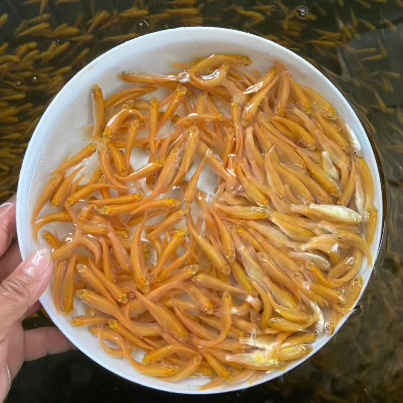 金丝草鱼，黄金鲩鱼苗，病毒少，易养殖适合池塘水库养殖
