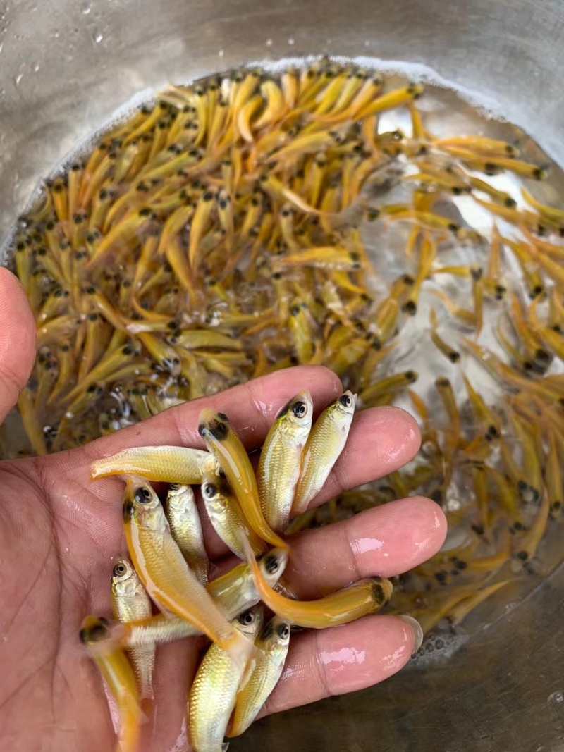 金丝草鱼，黄金鲩鱼苗，病毒少，易养殖适合池塘水库养殖