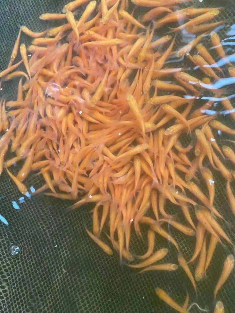 金丝草鱼，黄金鲩鱼苗，病毒少，易养殖适合池塘水库养殖