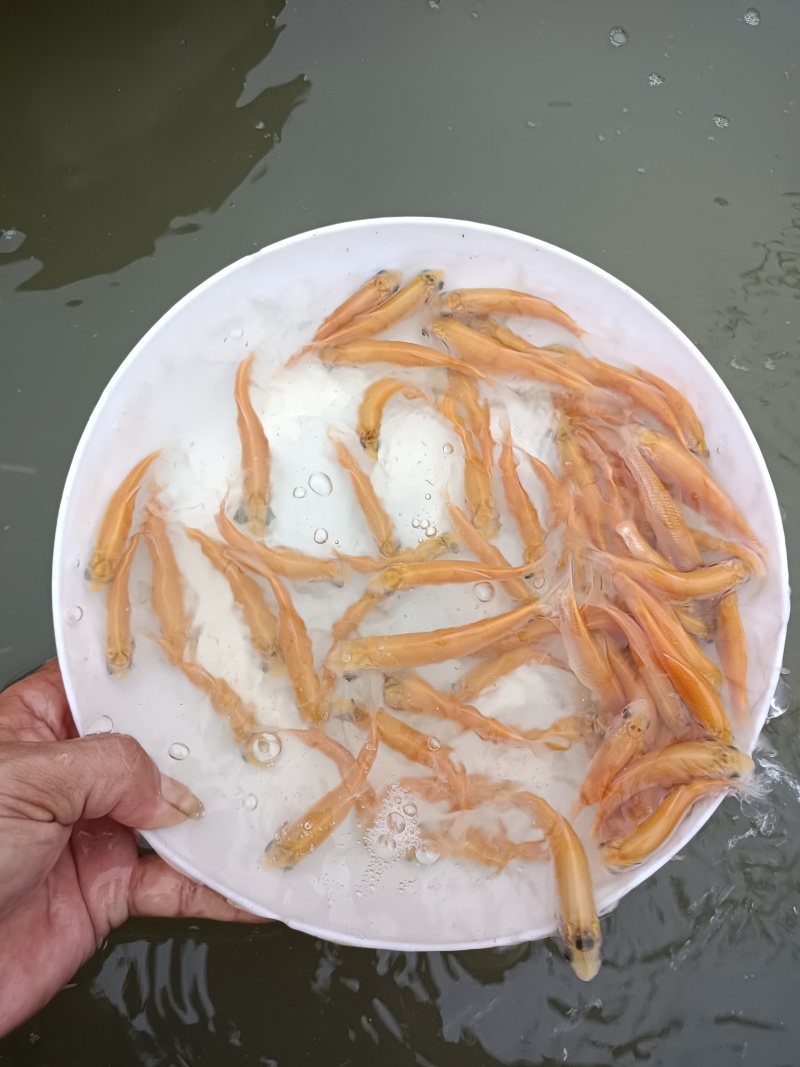 金丝草鱼，黄金鲩鱼苗，病毒少，易养殖适合池塘水库养殖