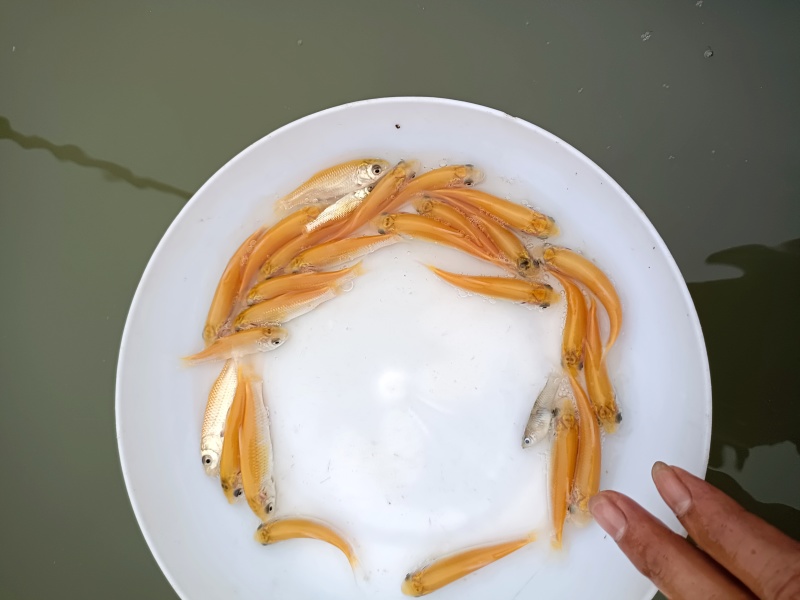 金丝草鱼，黄金鲩鱼苗，病毒少，易养殖适合池塘水库养殖
