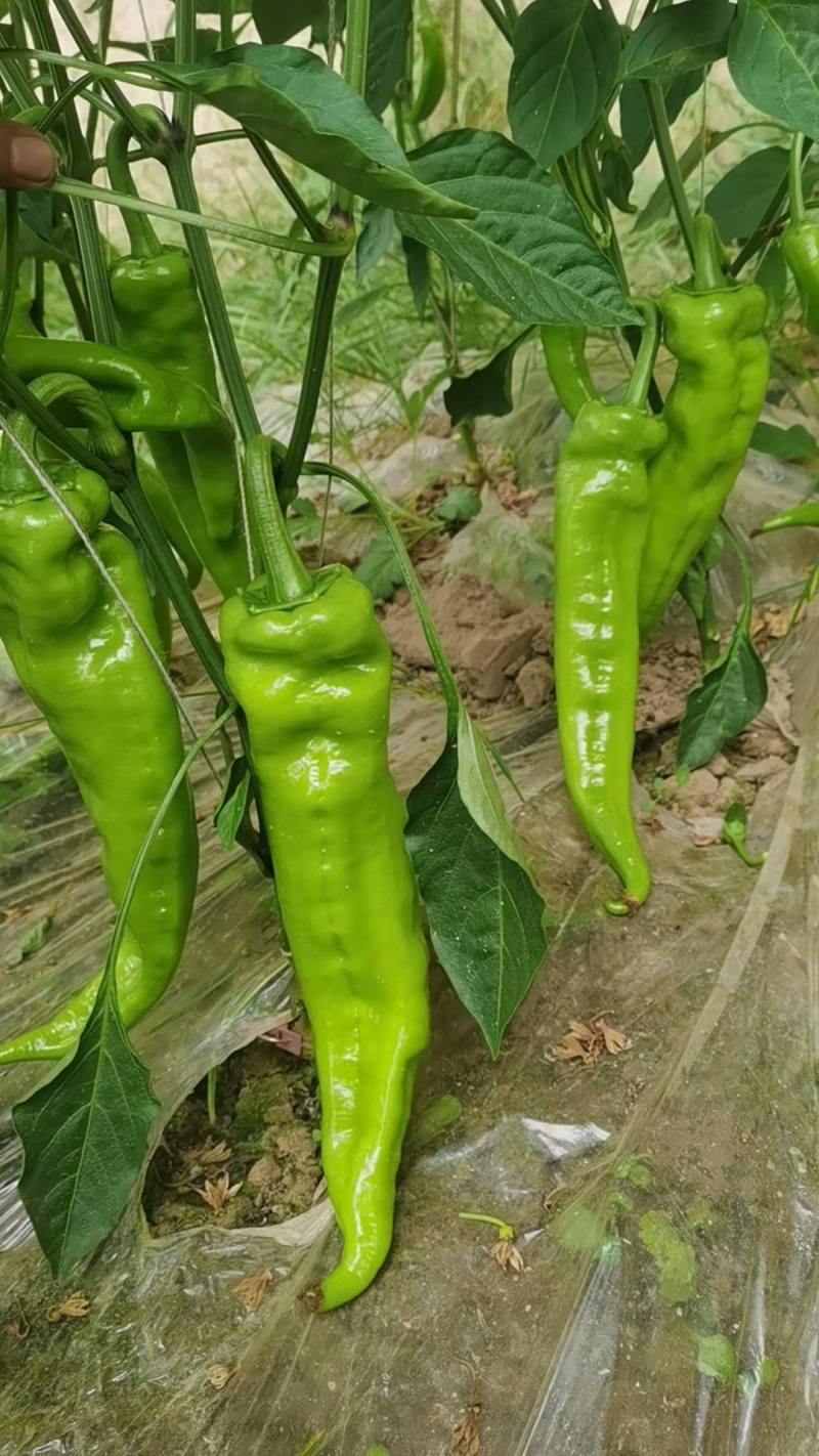 精品陇椒和牛角