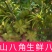 【产地直销】质量保证广西高山生鲜八角大红八角产地