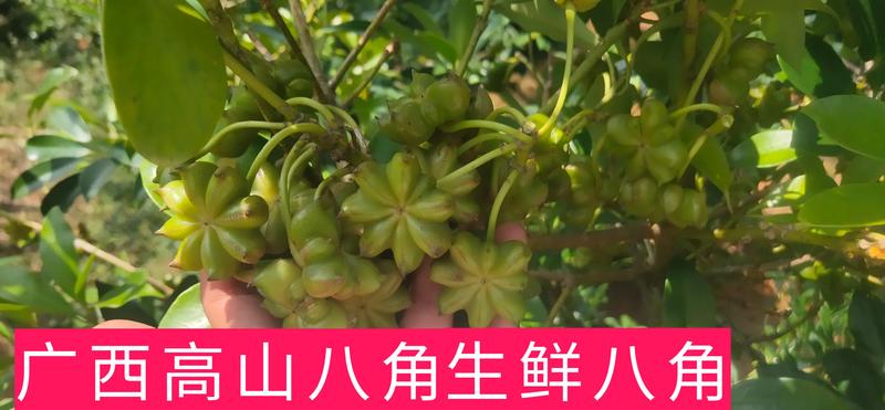 【产地直销】质量保证广西高山生鲜八角大红八角产地