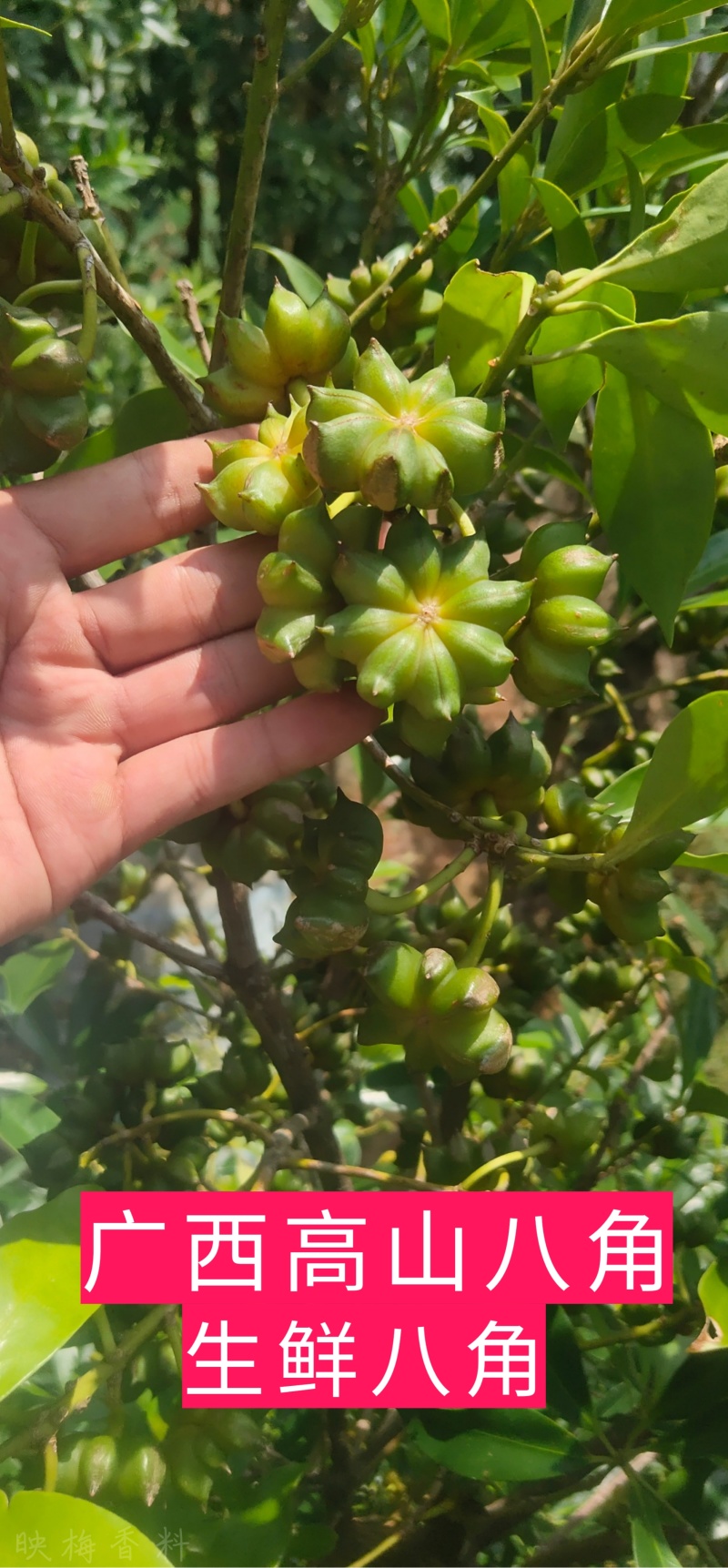 【产地直销】质量保证广西高山生鲜八角大红八角产地